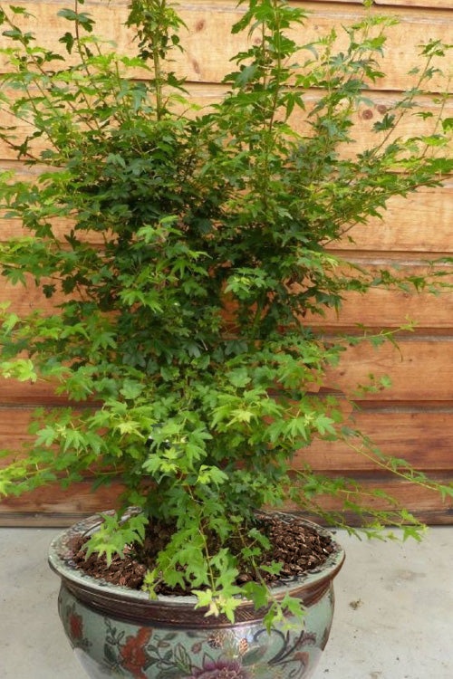  Koto Maru Dwarf Japanese Maple - 3 Gallon Pot