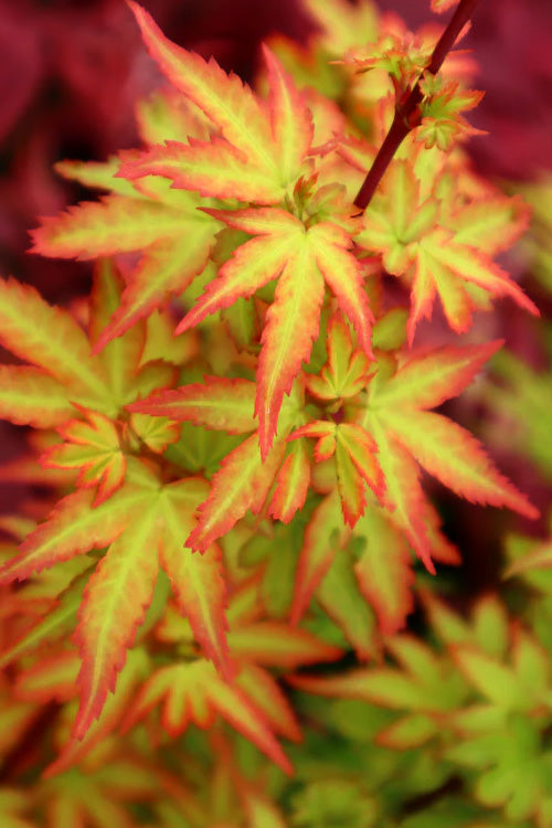  Koto Maru Dwarf Japanese Maple - 3 Gallon Pot