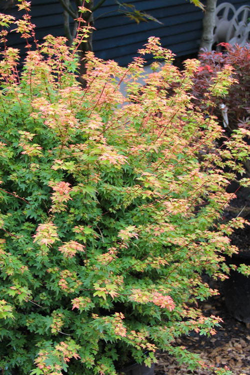  Koto Maru Dwarf Japanese Maple - 3 Gallon Pot