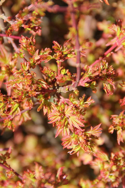  Koto Maru Dwarf Japanese Maple - 3 Gallon Pot