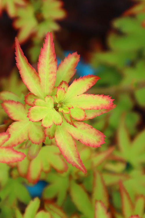  Koto Maru Dwarf Japanese Maple - 3 Gallon Pot