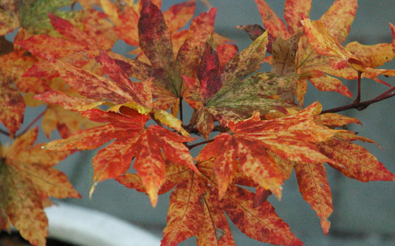  Kumoi Nishiki Japanese Full Moon Maple - 1 Gallon Pot