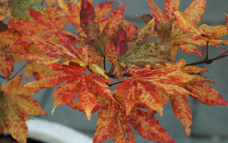  Kumoi Nishiki Japanese Full Moon Maple - 3 Gallon Pot