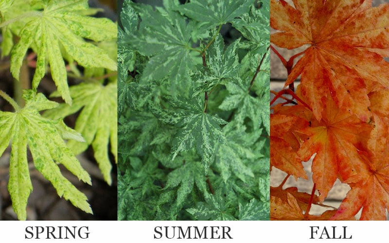  Kumoi Nishiki Japanese Full Moon Maple - 3 Gallon Pot