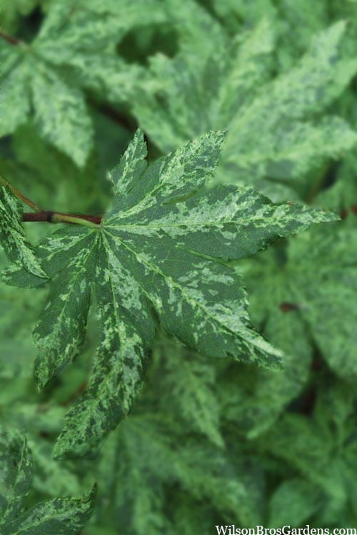  Kumoi Nishiki Japanese Full Moon Maple - 3 Gallon Pot