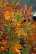  Kumoi Nishiki Japanese Full Moon Maple - 1 Gallon Pot