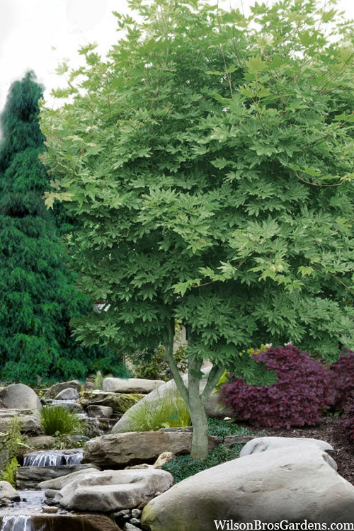  Kumoi Nishiki Japanese Full Moon Maple - 1 Gallon Pot