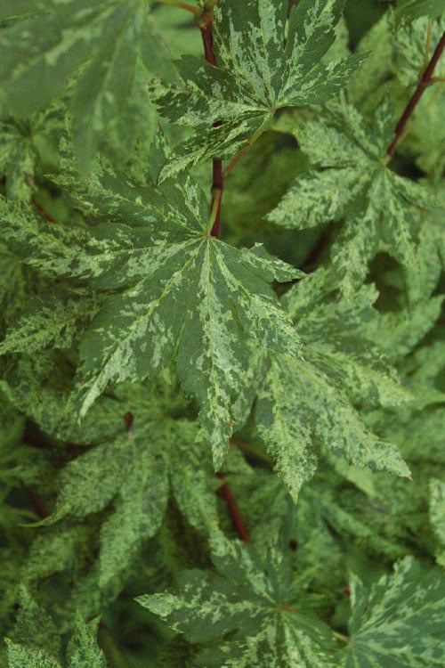  Kumoi Nishiki Japanese Full Moon Maple - 3 Gallon Pot
