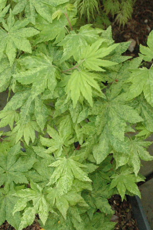  Kumoi Nishiki Japanese Full Moon Maple - 1 Gallon Pot