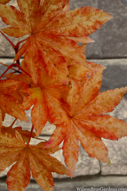  Kumoi Nishiki Japanese Full Moon Maple - 1 Gallon Pot