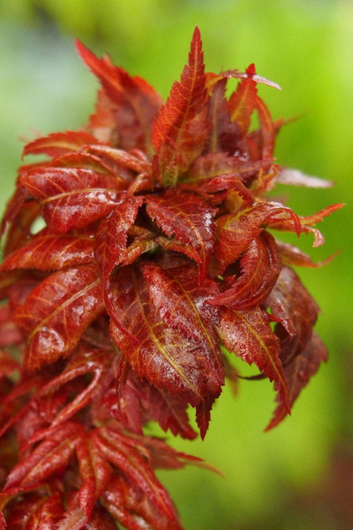  Red Lion Japanese Maple (Acer Palmatum 'Kurenai Jishi') - 3 Gallon Pot