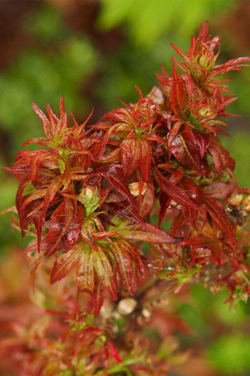  Red Lion Japanese Maple (Acer Palmatum 'Kurenai Jishi') - 1 Gallon Pot