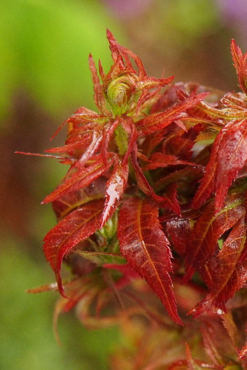  Red Lion Japanese Maple (Acer Palmatum 'Kurenai Jishi') - 3 Gallon Pot