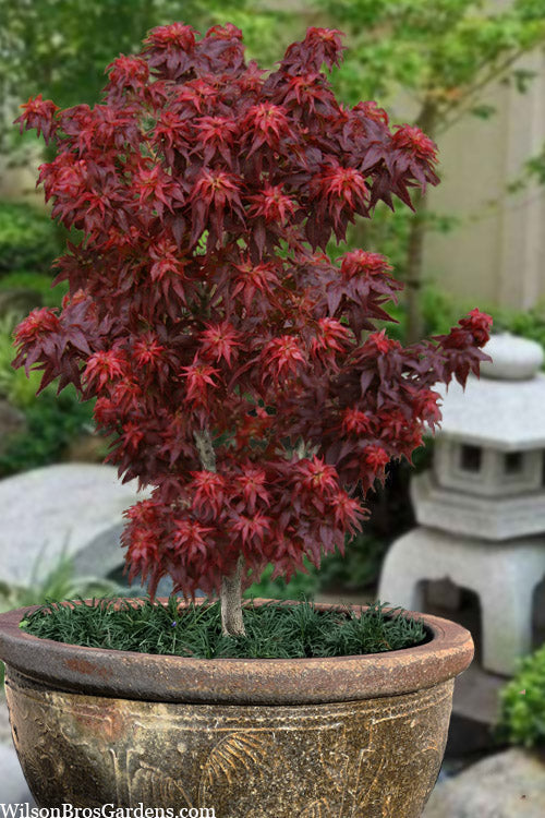  Red Lion Japanese Maple (Acer Palmatum 'Kurenai Jishi') - 3 Gallon Pot