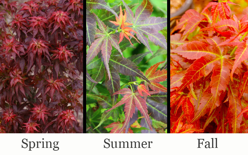  Red Lion Japanese Maple (Acer Palmatum 'Kurenai Jishi') - 3 Gallon Pot