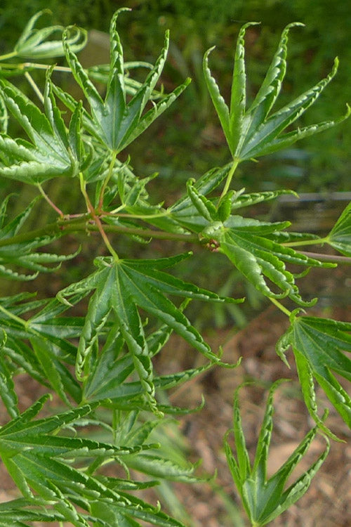  Kurui Jishi Crazy Lion Japanese Maple - 3 Gallon Pot