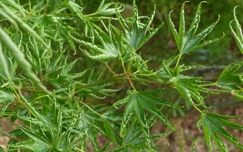  Kurui Jishi Crazy Lion Japanese Maple - 3 Gallon Pot