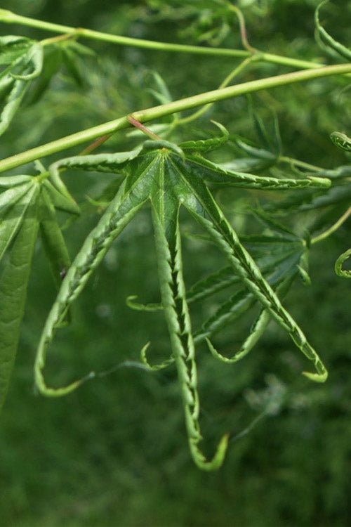  Kurui Jishi Crazy Lion Japanese Maple - 3 Gallon Pot