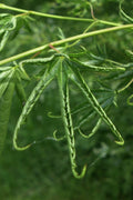  Kurui Jishi Crazy Lion Japanese Maple - 3 Gallon Pot