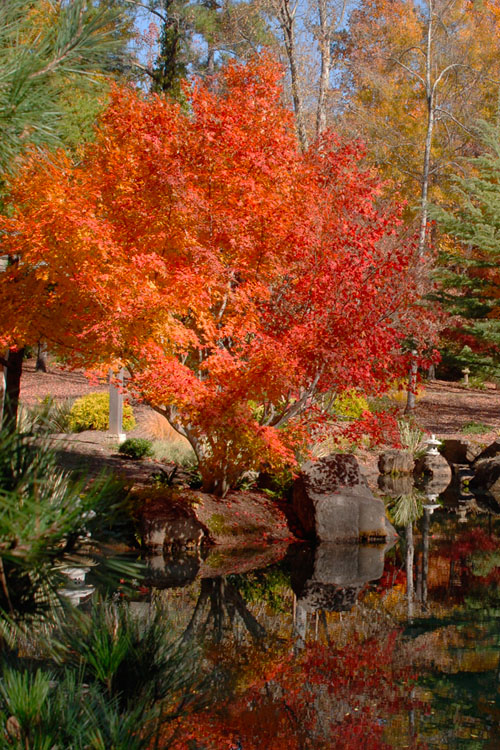  Kurui Jishi Crazy Lion Japanese Maple - 3 Gallon Pot