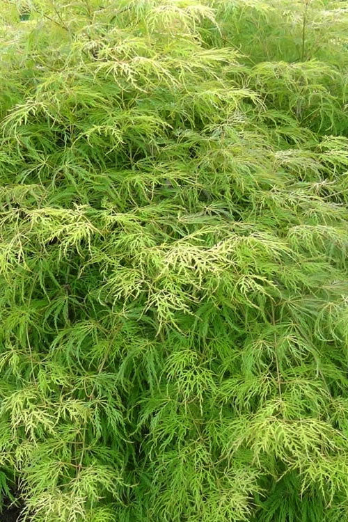  Lemon Lime Lace Japanese Maple (High Graft Tree Form) - 1 Gallon Pot
