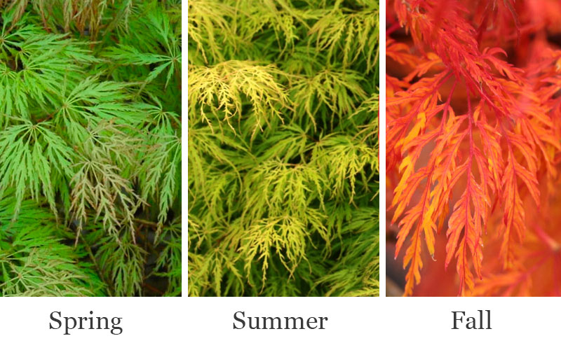  Lemon Lime Lace Japanese Maple (High Graft Tree Form) - 1 Gallon Pot
