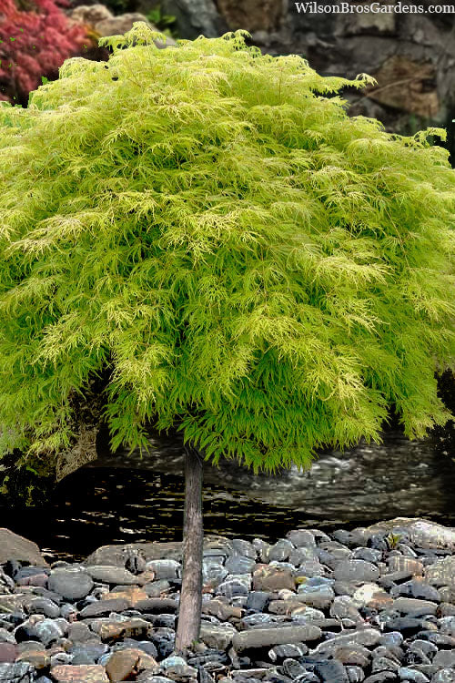  Lemon Lime Lace Japanese Maple (High Graft Tree Form) - 1 Gallon Pot