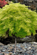  Lemon Lime Lace Japanese Maple (High Graft Tree Form) - 3 Gallon Pot
