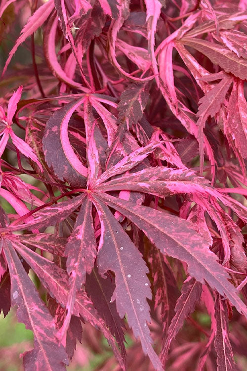  Lileeanne's Jewel Pink Leaf Japanese Maple - 3 Gallon Pot