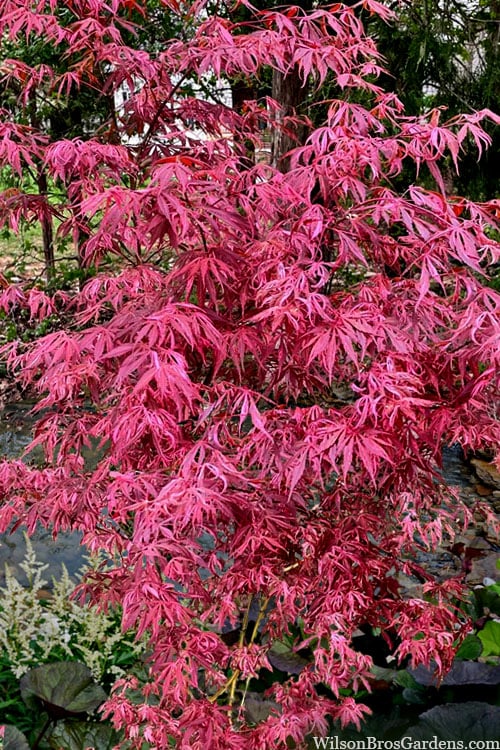  Lileeanne's Jewel Pink Leaf Japanese Maple - 1 Gallon Pot