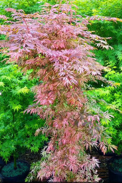  Lileeanne's Jewel Pink Leaf Japanese Maple - 3 Gallon Pot