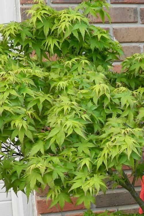  Lima Gold Dwarf Japanese Maple (Single Trunk Tree Form) - 1 Gallon Pot