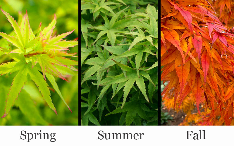  Lima Gold Dwarf Japanese Maple - 5 Gallon Pot