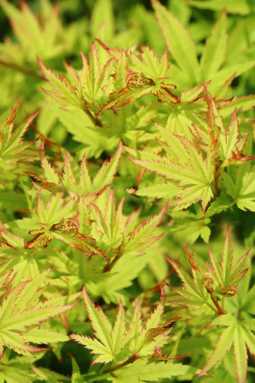  Lima Gold Dwarf Japanese Maple - 1 Gallon Pot