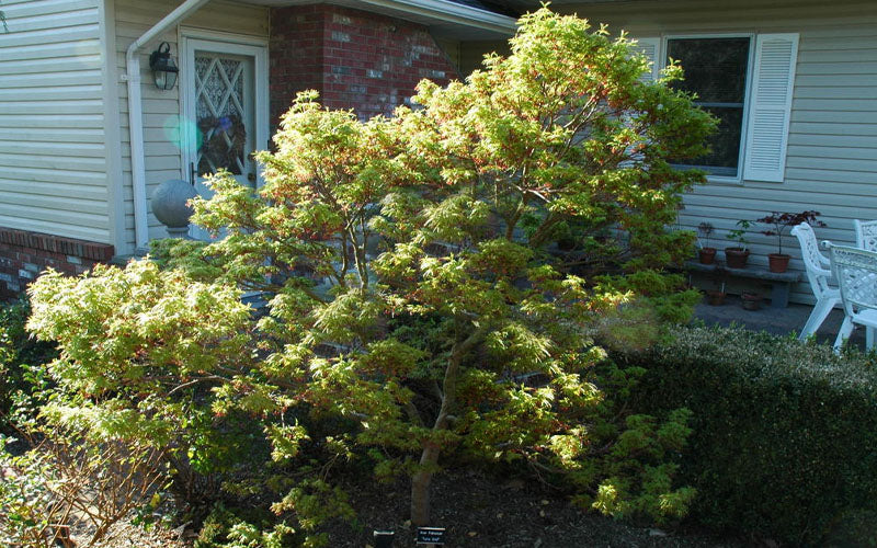  Lima Gold Dwarf Japanese Maple - 5 Gallon Pot