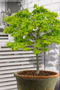  Lima Gold Dwarf Japanese Maple - 5 Gallon Pot