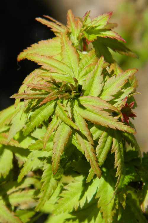 Lima Gold Dwarf Japanese Maple - 5 Gallon Pot