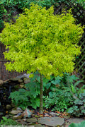  Lima Gold Dwarf Japanese Maple (Single Trunk Tree Form) - 1 Gallon Pot
