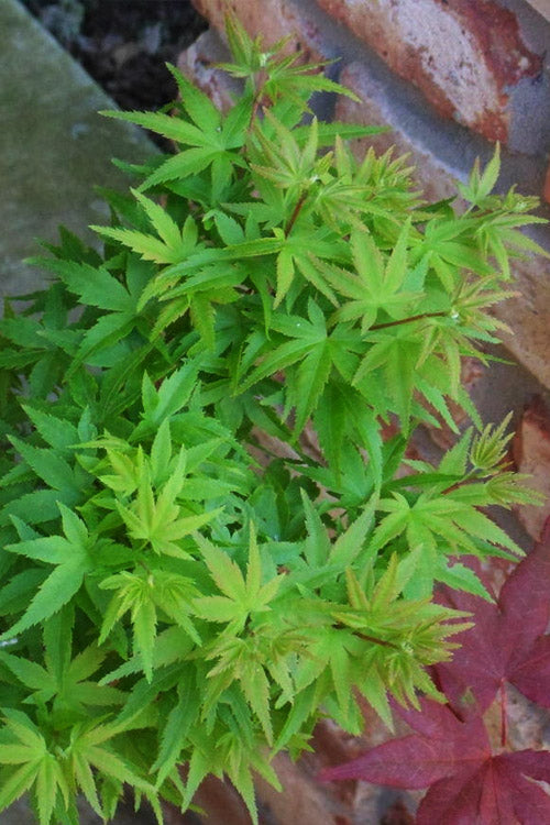  Lima Gold Dwarf Japanese Maple - 5 Gallon Pot