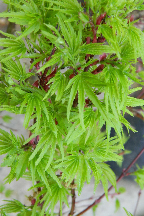  Lima Gold Dwarf Japanese Maple - 5 Gallon Pot