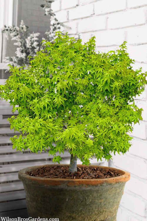  Lima Gold Dwarf Japanese Maple - 1 Gallon Pot