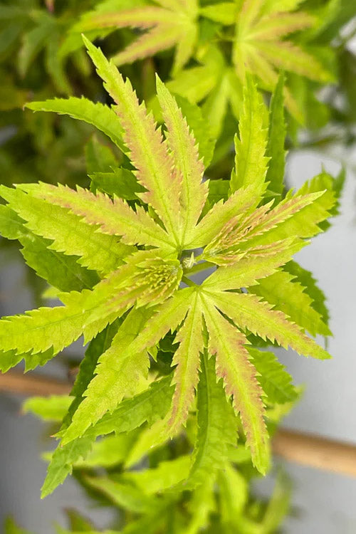  Lima Gold Dwarf Japanese Maple (Single Trunk Tree Form) - 1 Gallon Pot