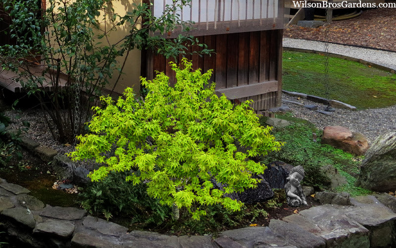  Lima Gold Dwarf Japanese Maple - 1 Gallon Pot