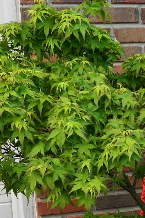 Lima Gold Dwarf Japanese Maple - 1 Gallon Pot