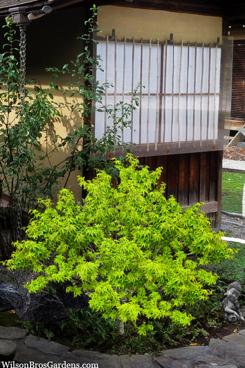  Lima Gold Dwarf Japanese Maple - 1 Gallon Pot