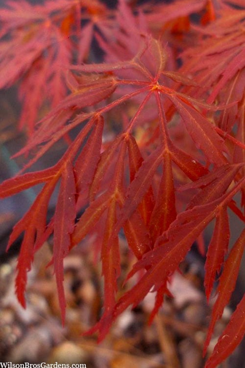  Lionheart Japanese Maple - 5 Gallon Pot