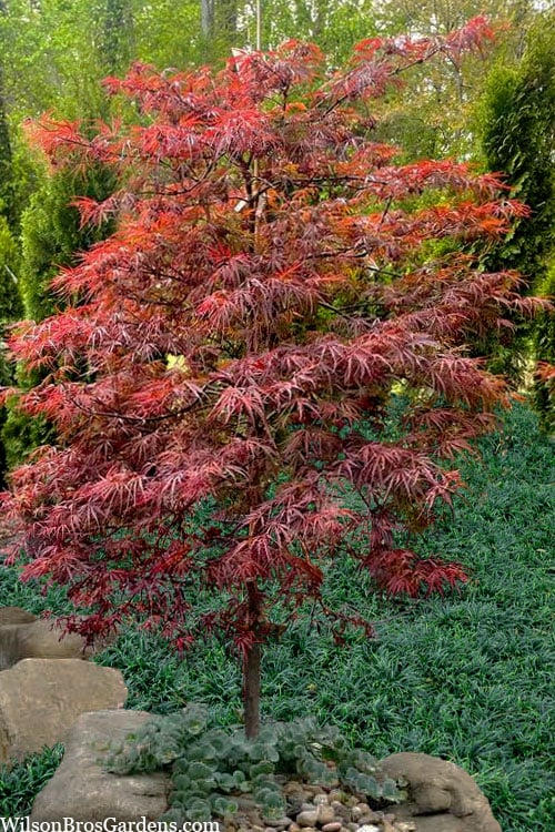 Lionheart Japanese Maple - 5 Gallon Pot