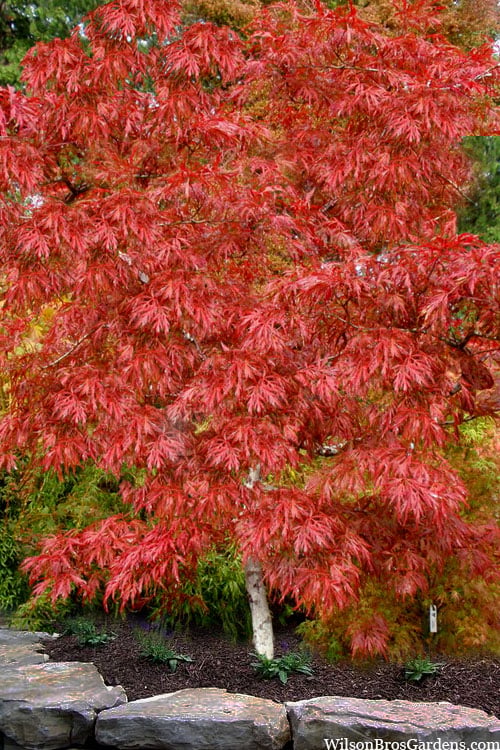  Lionheart Japanese Maple - 5 Gallon Pot