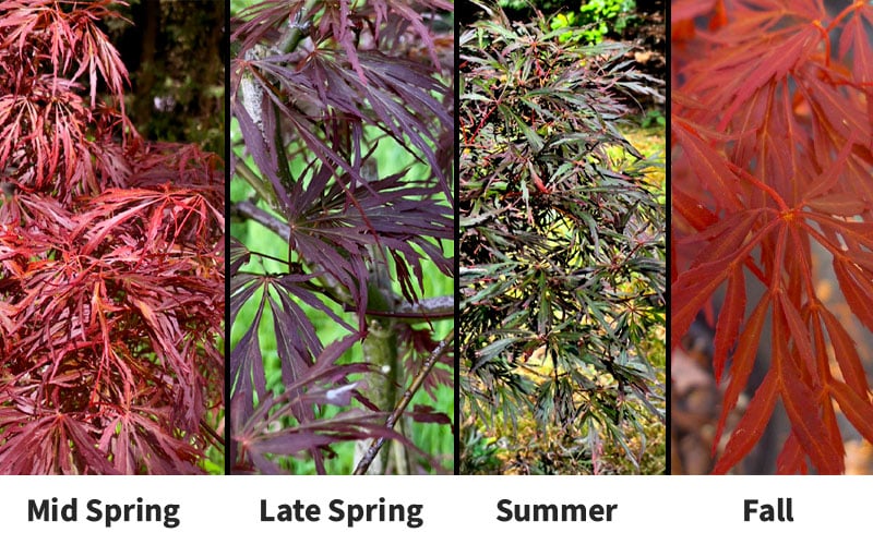 Lionheart Japanese Maple - 5 Gallon Pot