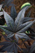  Lozita Japanese Maple - 3 Gallon Pot